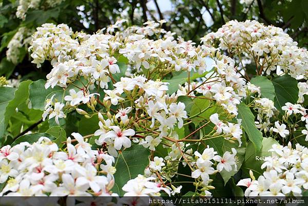 batch_IMG_8382-10.jpg batch_IMG_8382-10.jpg