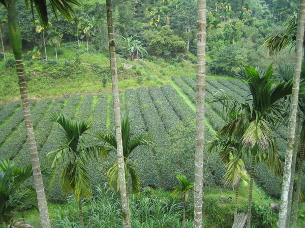 澀水茶園