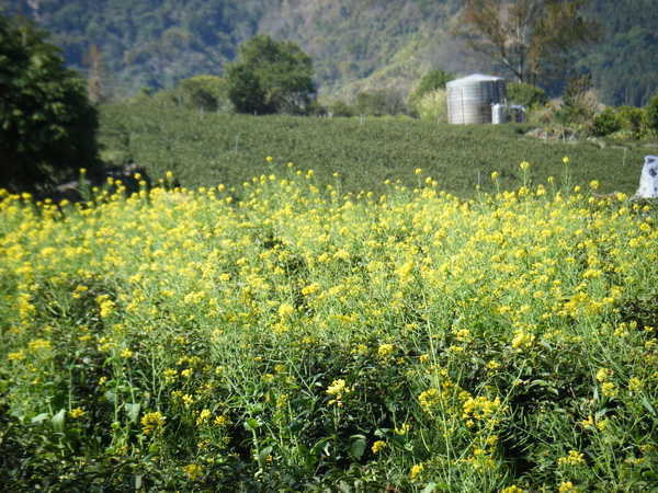 油菜花田