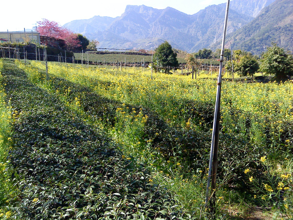 田野