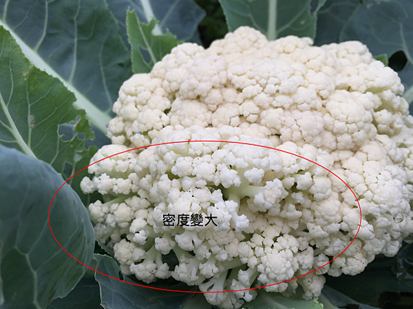 新手假日農婦第八 九種作物 白花椰菜 綠花椰菜 幸福の廚娘 痞客邦