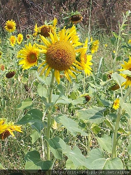 孔宅綠園 星空隧道香蕉花 (4)