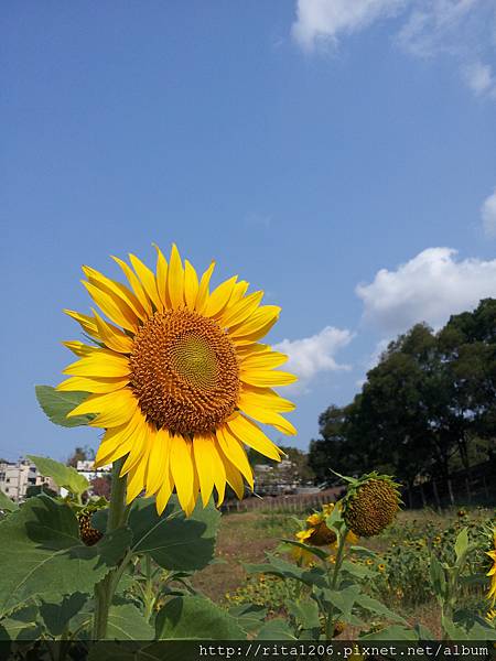 孔宅綠園 星空隧道香蕉花 (12)