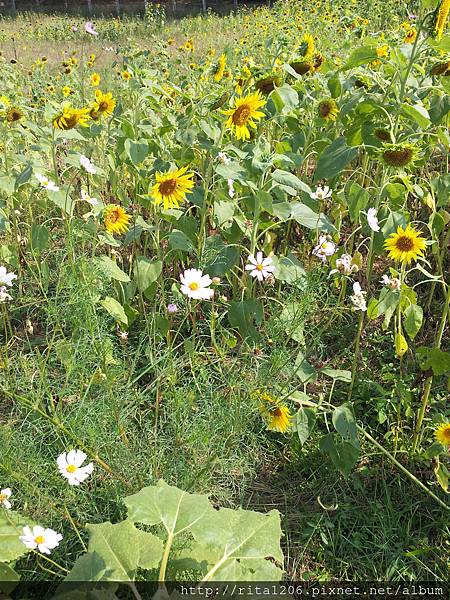 孔宅綠園 星空隧道香蕉花 (13)