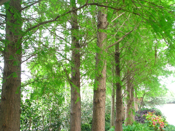 田尾花園公路-菁芳園-落羽松