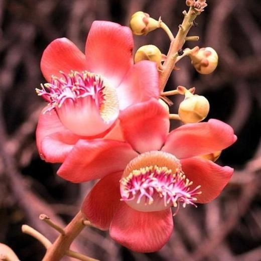 漂亮花兒39.jpg