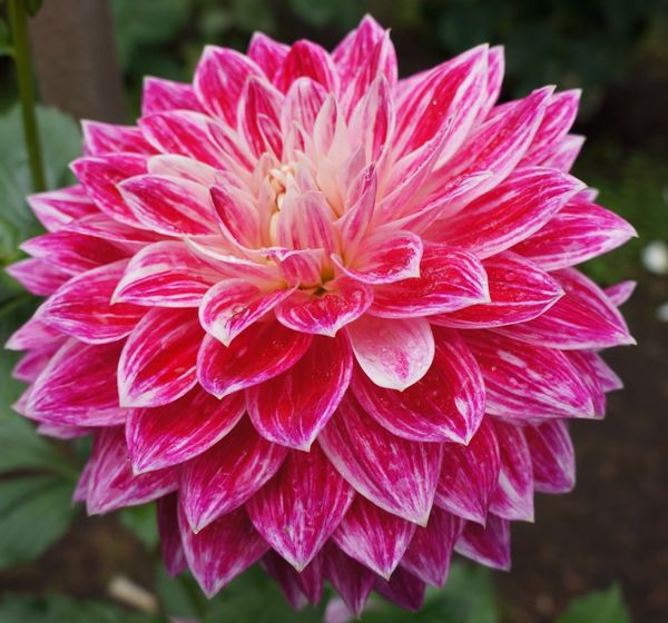 漂亮花兒40.jpg