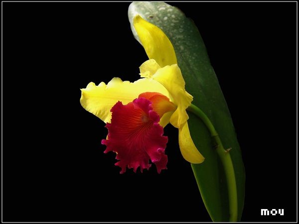 漂亮花兒46.jpg