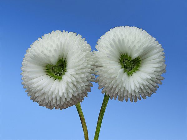 漂亮花兒60.jpg
