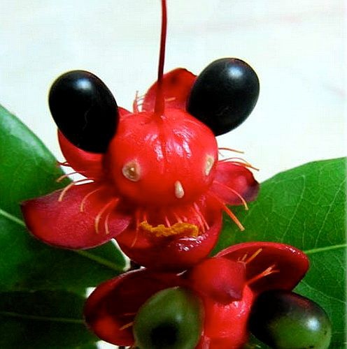 漂亮花兒63.jpg