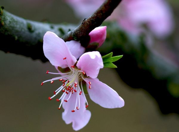漂亮花兒74.jpg