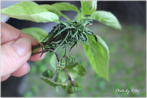 阿塔穆拉豌豆湯