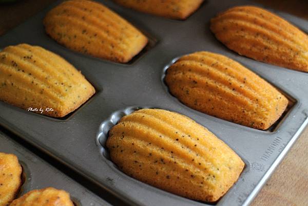 檸香罌粟籽瑪德蓮