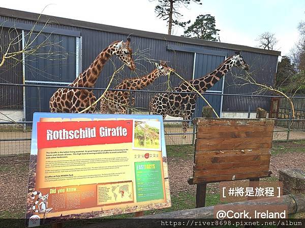 IRL_愛爾蘭科克〝動物園之旅 Fota Wildlife IRL_愛爾蘭科克〝動物園之旅 Fota Wildlife