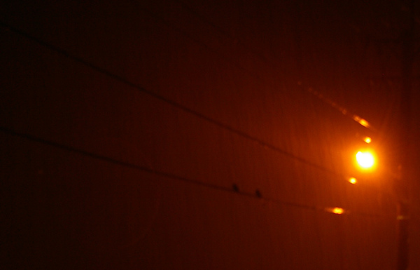 大雨中的兩隻鳥-1.jpg