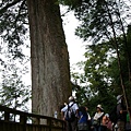 宜蘭民宿，河風。棲蘭神木園