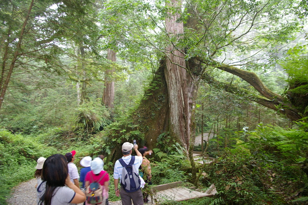 宜蘭民宿，河風。棲蘭神木園