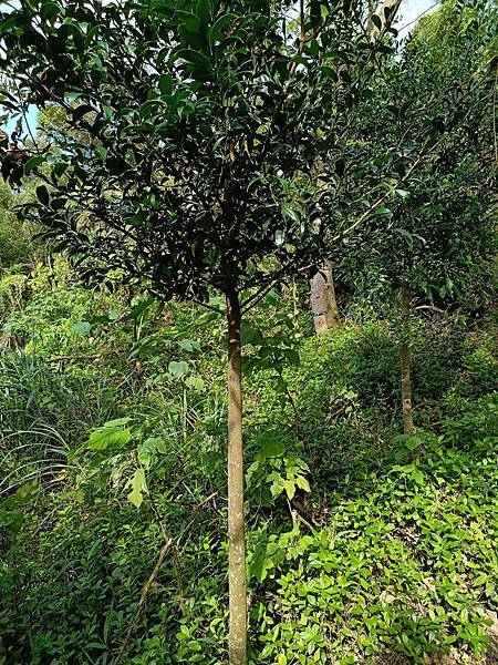 光行俠擁抱大地母親:與樹的能量交流 光行俠擁抱大地母親:與樹的能量交流
