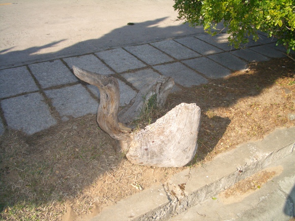 CIMG0481.JPG
