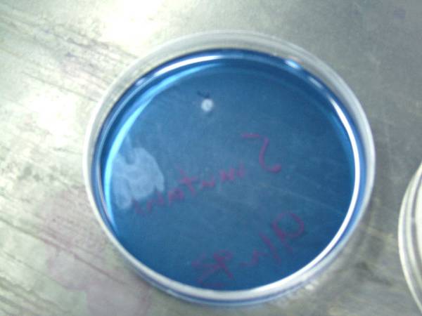 實驗22 MS agar