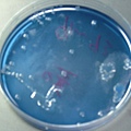 實驗22 MSB agar