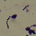 實驗18 Strptococci