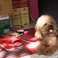 小狗搶鏡