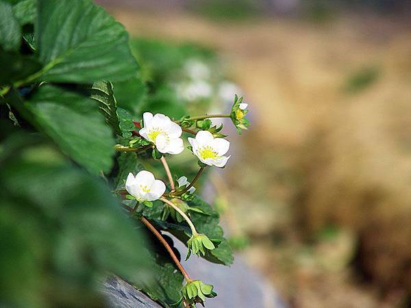 草莓花