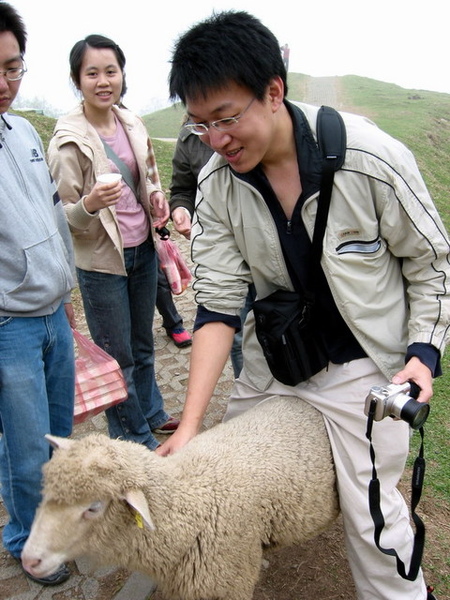 sheep No97.jpg