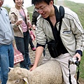 sheep No97.jpg