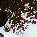 20110218420.jpg