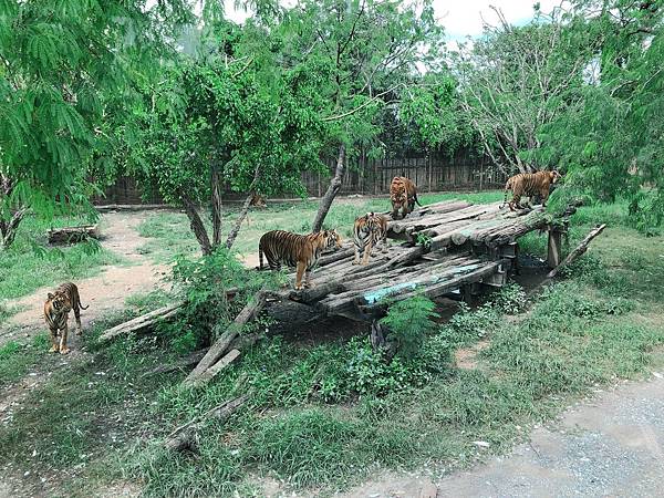 BKK zoo_190926_0038.jpg