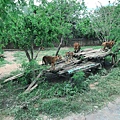 BKK zoo_190926_0038.jpg