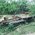 BKK zoo_190926_0040.jpg