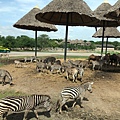 BKK zoo_190926_0055.jpg