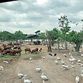 BKK zoo_190926_0039.jpg