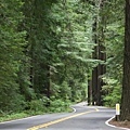 Redwoods.jpg