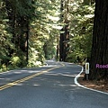 hwy 36 redwoods 02.jpg