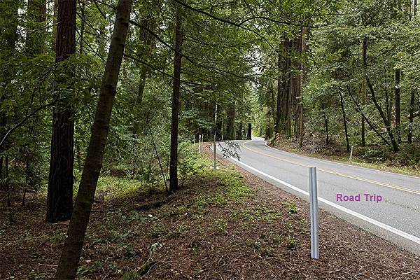 hwy 36 redwoods.jpg