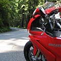 Duc in Redwoods.jpg