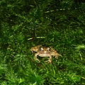 男宿旁的水池青蛙