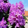 IMG_5807.jpg