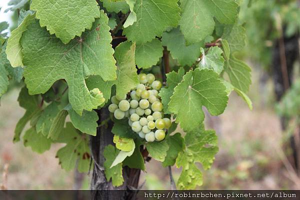 IMG_6828.JPG IMG_6828.JPG