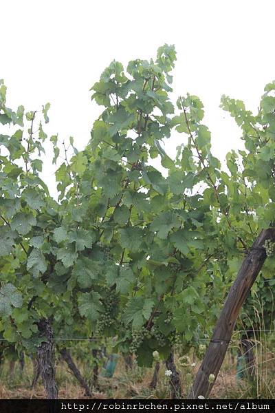 IMG_6825.JPG IMG_6825.JPG