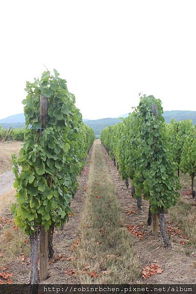 IMG_6827.JPG IMG_6827.JPG