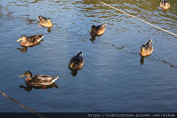 IMG_6185.JPG IMG_6185.JPG