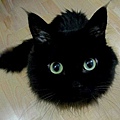 小黑貓.jpg