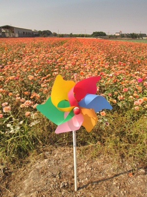 2013花田囍事08.JPG