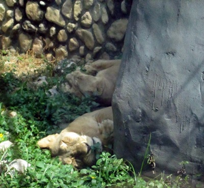 壽山動物園12.JPG