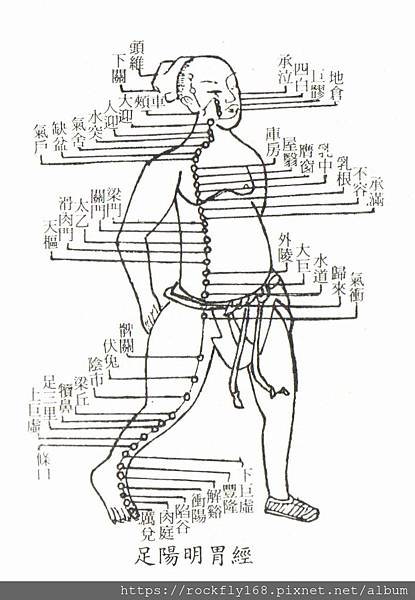 足陽明胃經01.jpg